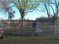 Cowboy Mounted Shooting mini clinic with a Paso Fino